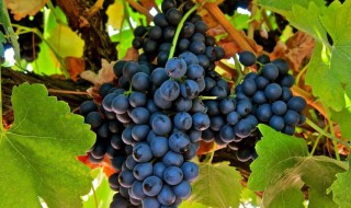 葡萄什么时候传入中国 葡萄传入中国是什么时候