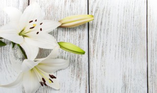 百合花盆栽的养殖方法 百合花盆栽的养殖方法推荐