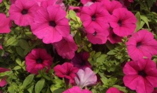 矮牵牛花种植方法 矮牵牛花如何种植