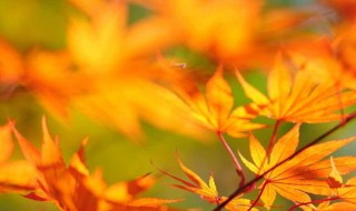 11月份的经典句子 11月份的经典句子集锦