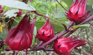 红桃k果实的食用方法 红桃k果实的食用方法简单介绍