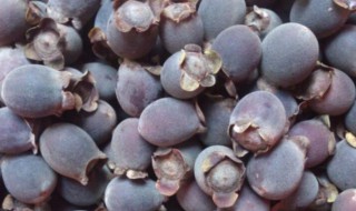 山捻子酒的制作方法 山捻子怎么泡酒