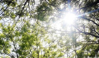 早晨发群里面的祝福语 早晨发群里面的祝福语推荐