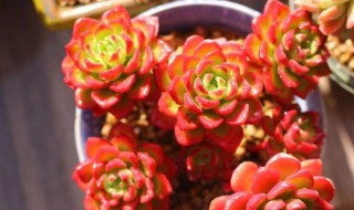 蒂亚多肉的养殖方法 蒂亚多肉的养殖方法介绍