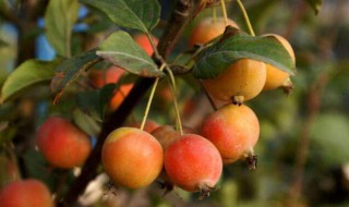海棠果孕妇能吃吗 孕妇适合吃海棠果吗