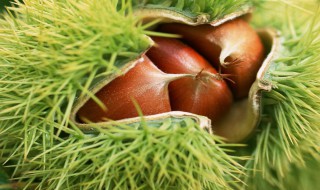 巧剥板栗的方法 巧剥板栗的方法简述