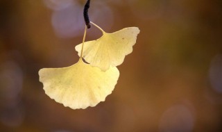 关于银杏叶的简短句子 关于银杏叶的唯美句子