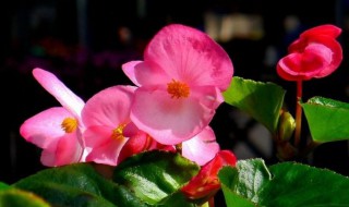 懒人扦插四季海棠方法 懒人扦插四季海棠的方法步骤