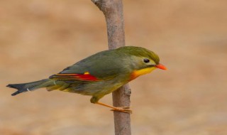 雀多音字组词 雀的多种读法