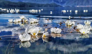 海菜花的吃法 海菜花怎么吃