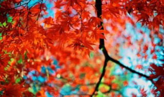 秋晚的江上描绘了一幅怎样的画面 秋晚的江上描绘了一幅怎样的画