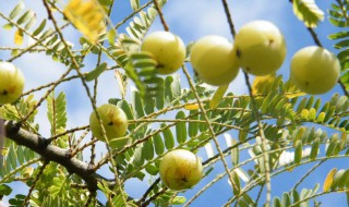 冰糖牛甘果制作方法 这样做的冰糖牛甘果最正宗