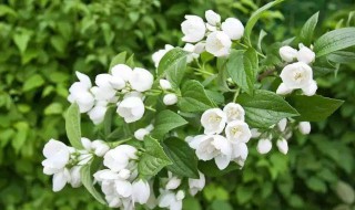 茉莉茶制作方法 在家怎么自己制作茉莉花茶