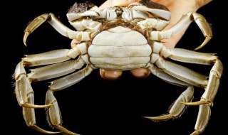 螃蟹如何存放 螃蟹的存放方法