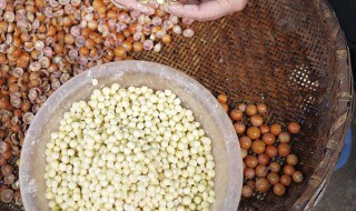 剥好的鸡头米怎么存放 如何存放剥好的鸡头米