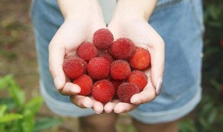 刚摘的杨梅怎么存放 刚摘的杨梅存放方法介绍