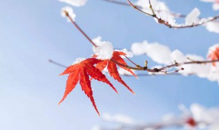 立冬的问候语 　立冬祝福语简短一句话