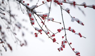 小雪节气禁忌 小雪节气有哪些禁忌