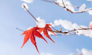 关于立冬的俗语 关于立冬的谚语有什么