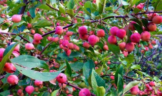 海棠果的禁忌 海棠果的禁忌有哪些