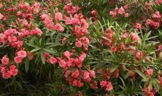 夹竹桃的种植养护方法 怎么养殖夹竹桃