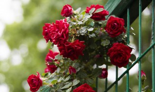 月季防寒方法 这四种方法最为好用