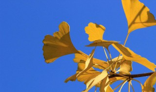 文艺简短文案 文艺简短文案有哪些