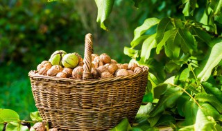核桃种子贮藏方法 这两种方法都很常用
