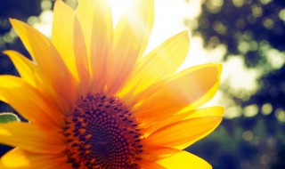 励志正能量早安句子 励志正能量早安句子有哪些