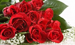 花店不开了花继续开是什么意思 花店不开了花继续开的意思简述