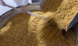 用玉米穗酿酒的方法 酿酒方法如下