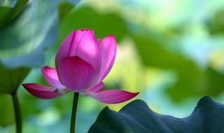 菩提心是什么意思 菩提心简介