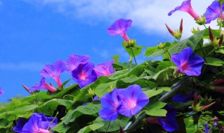 牵牛花是什么颜色的 牵牛花的花语