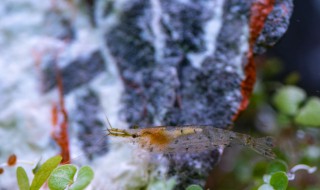 养虾水太绿怎么解决 这四种方法可以改善