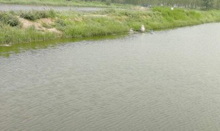 池塘养虾方法 池塘养虾方法分享