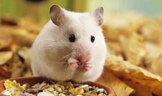 仓鼠可以吃什么 小仓鼠的生活习性
