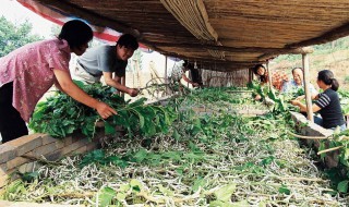 大棚养蚕新方法 大棚养蚕实用技术