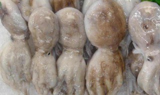 小八爪鱼怎么清洗 小八爪鱼清洗的方法