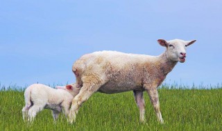 瘦羊育肥方法 瘦羊怎么育肥