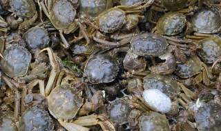 毛蟹怎么保存不会死 毛蟹如何保存不会死