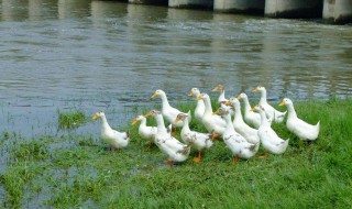 鸭子怎么叫 鸭子的分类