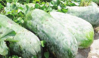 家常腌冬瓜的制作方法 家常腌冬瓜的制作方法是什么