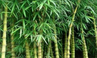 大佛肚竹盆栽方法 大佛肚竹如何养殖