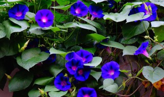 描写牵牛花的优美句子 描写牵牛花的优美句子列述