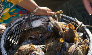 挑螃蟹方法 这样挑选就能选出肥美的螃蟹