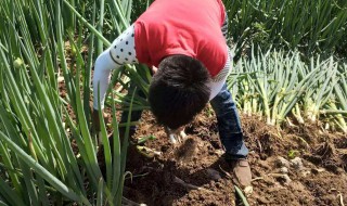 拔下的大葱怎么保存 拔下的大葱保存方法介绍
