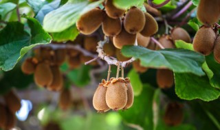 猕猴桃怎么保存过冬 这些措施十分有效