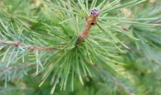 常见裸子植物有哪些 有哪些常见的裸子植物
