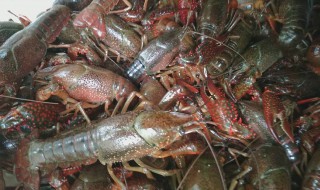 青龙虾清洗方法 青龙虾怎么清洗