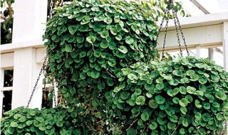 垂钱草繁殖方法 繁殖垂钱草的方法